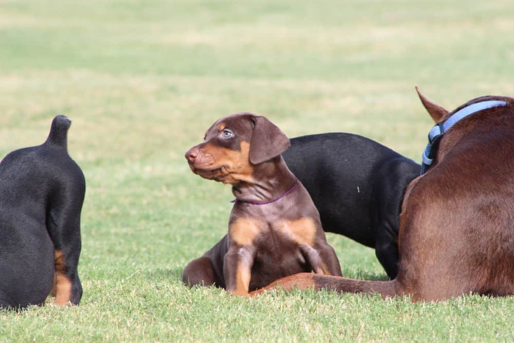 5 week old red and rust / black and rust doberman puppies