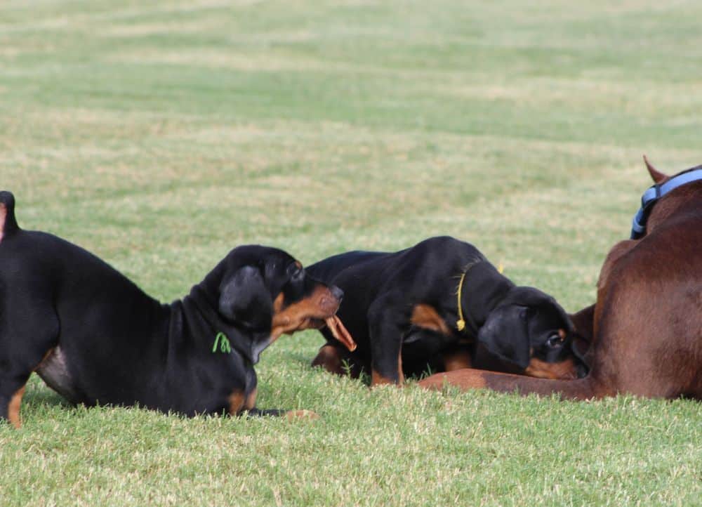 5 week old red and rust / black and rust doberman puppies