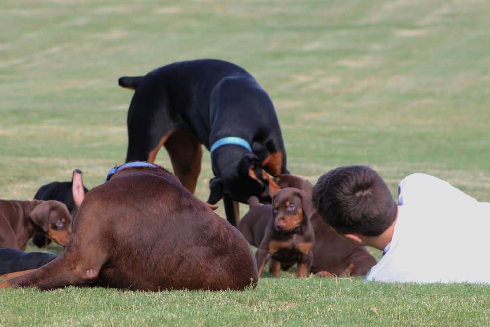 5 week old red and rust / black and rust doberman puppies