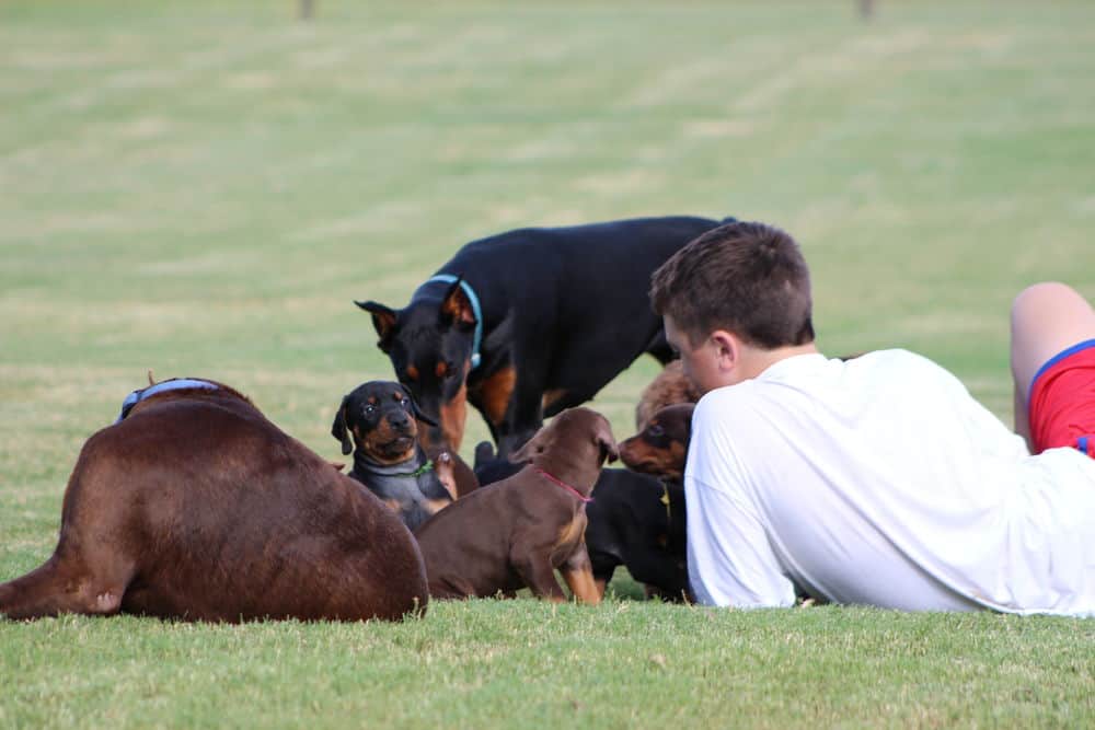 5 week old red and rust / black and rust doberman puppies