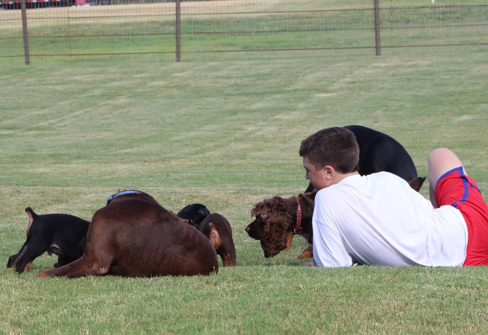 5 week old red and rust / black and rust doberman puppies