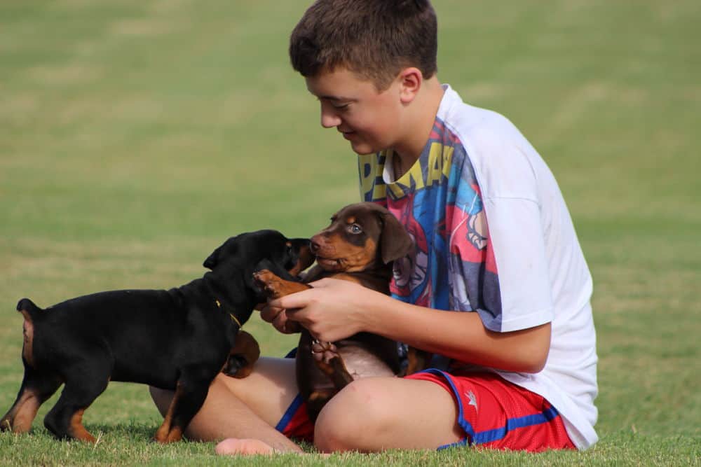 5 week old red and rust / black and rust doberman puppies