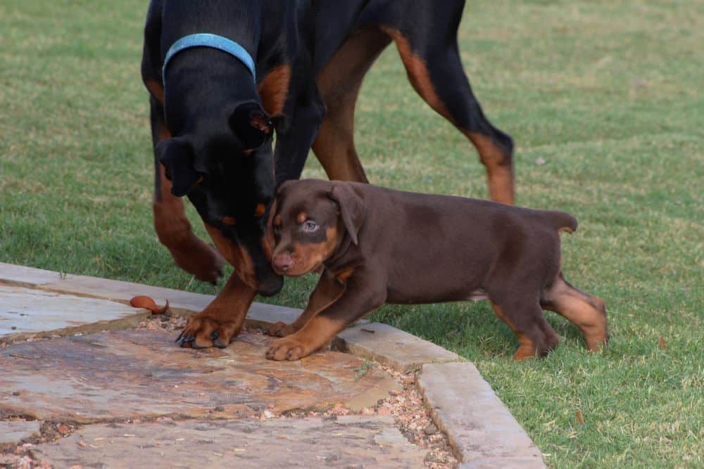 5 week old red and rust / black and rust doberman puppies