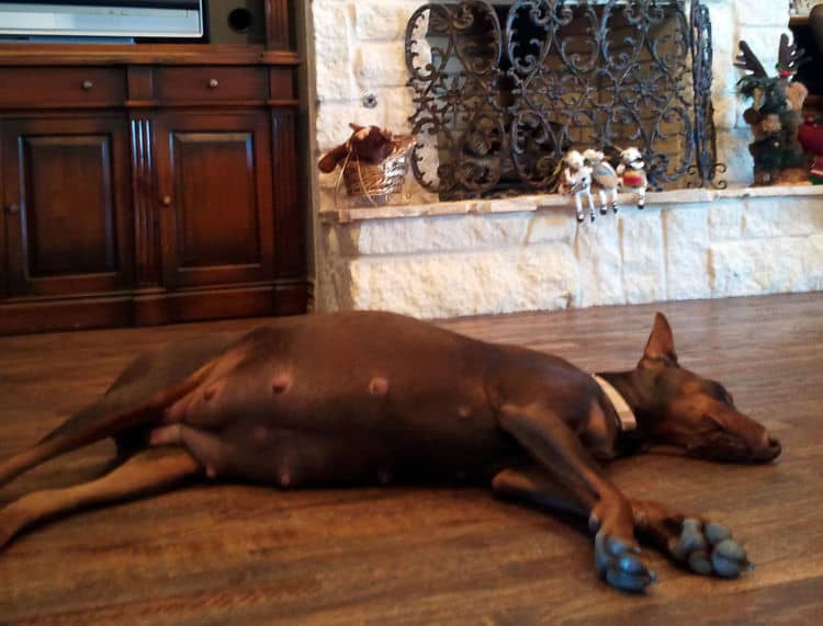 pregnant red and rust female dobermann