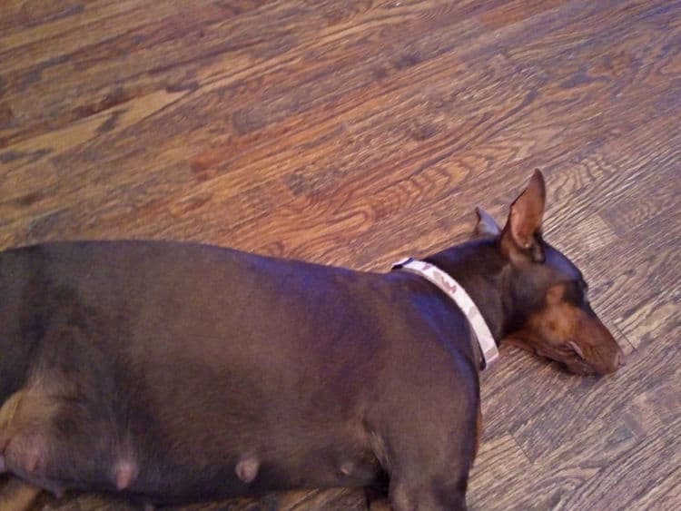 pregnant red and rust female dobermann