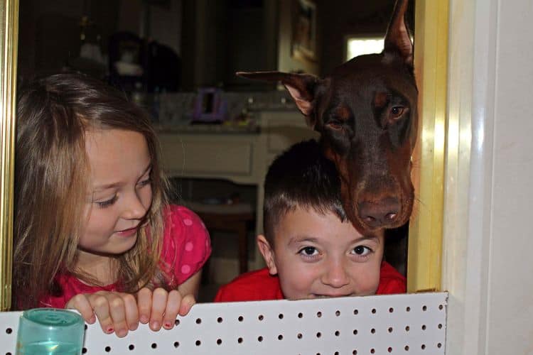 ed and rust female dobermann and children