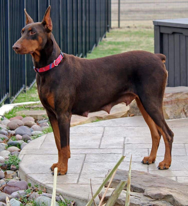 red and rust adult female doberman