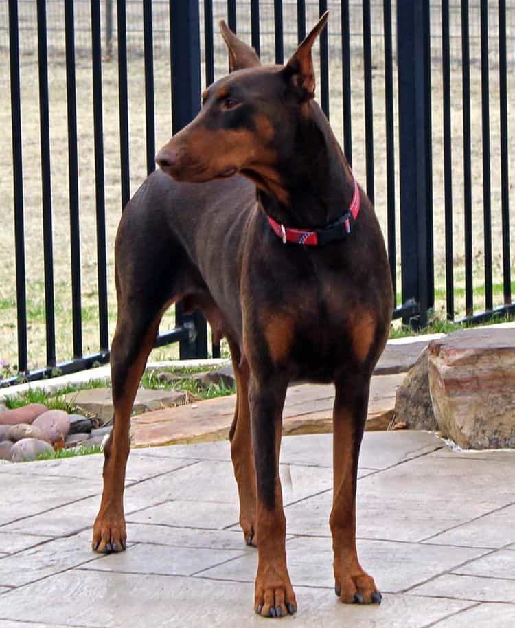 red and rust adult female doberman