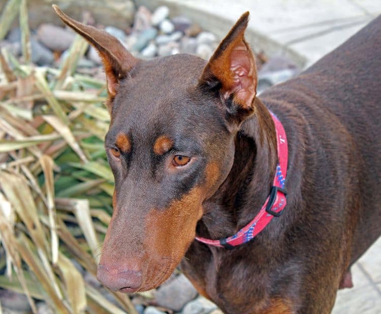 red rust female doberman breeding dam