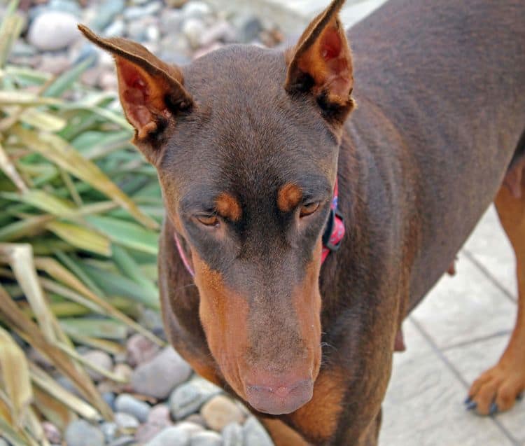 red and rust adult female doberman