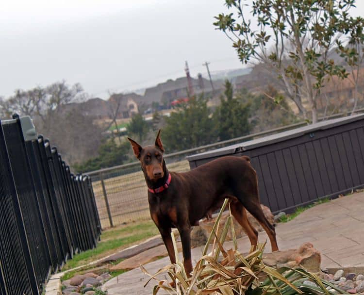 red and rust adult female doberman