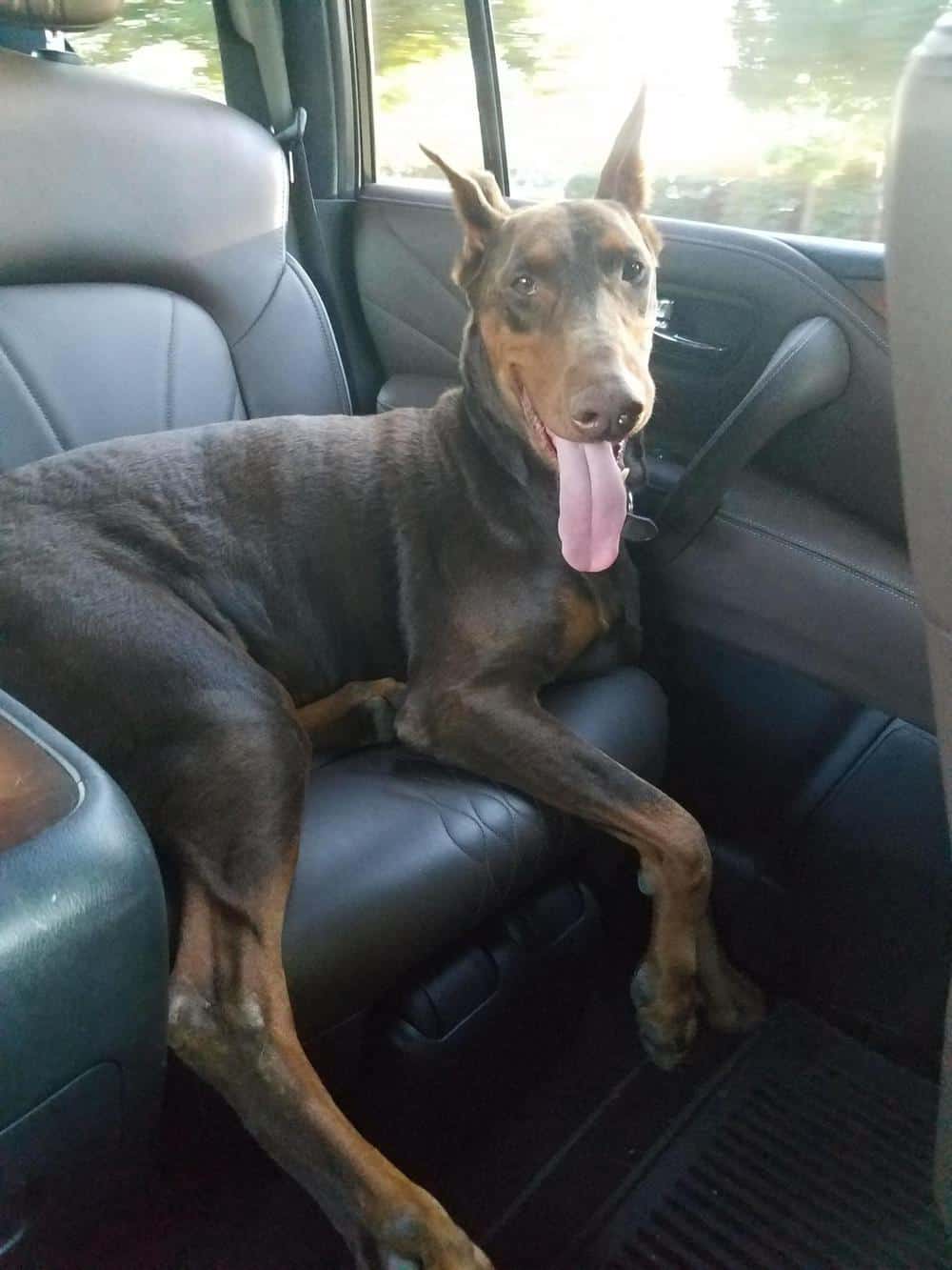 red and rust female doberman