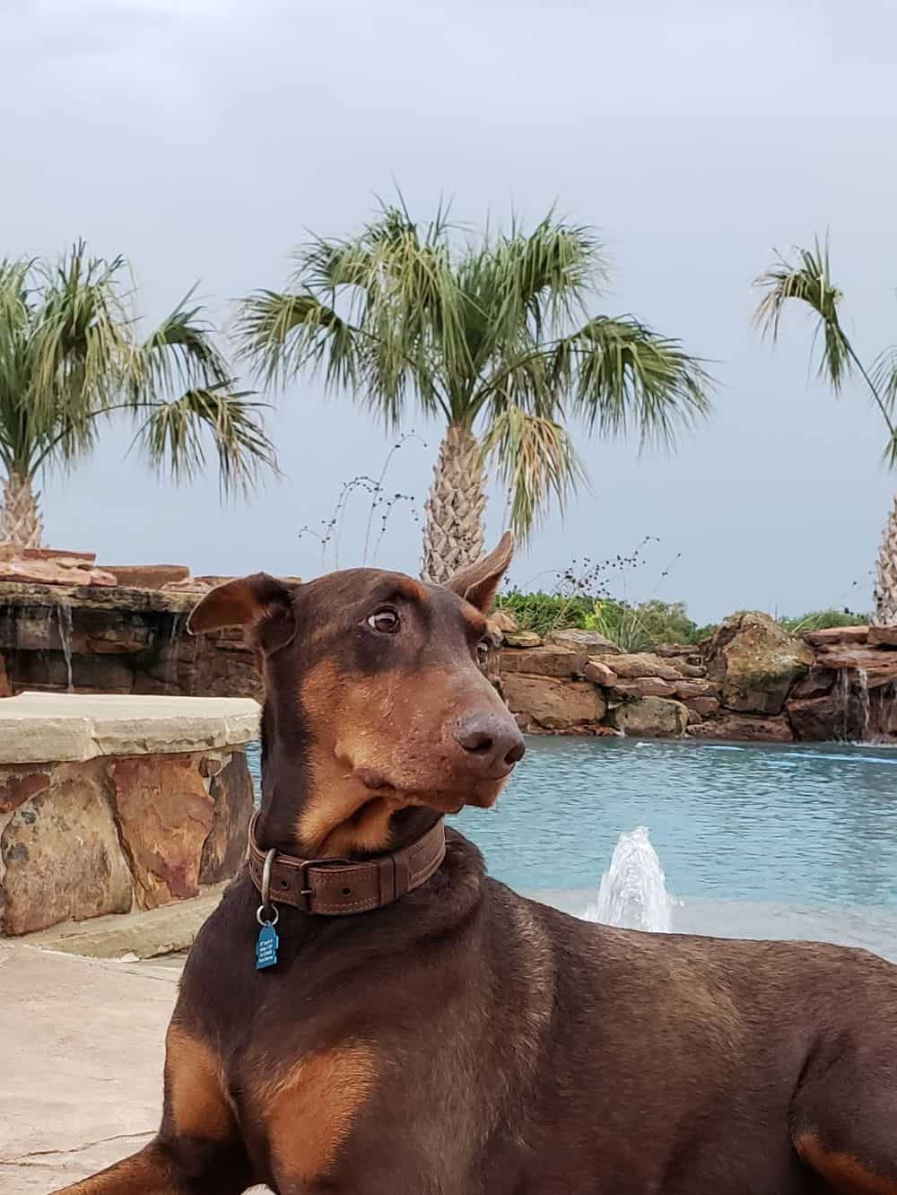 red and rust female doberman