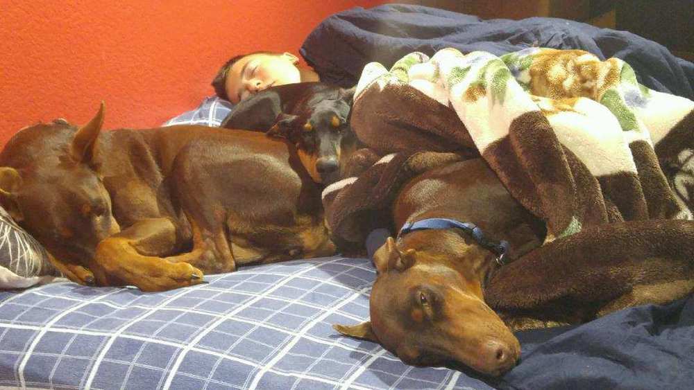 red and rust female doberman and her mother and black and rust male doberman