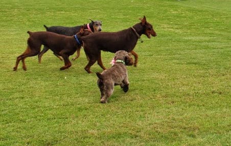 red and rust female doberman and her mother and blue and rust female doberman and cocker spaniel