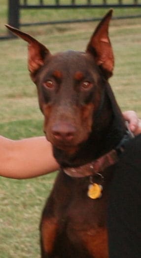 red female doberman