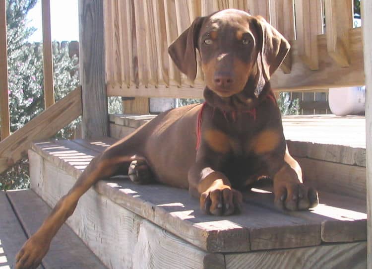 red female dobie puppy