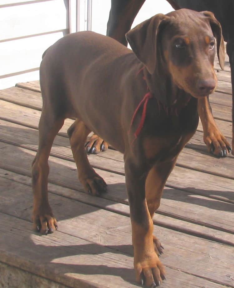 red female dobie puppy