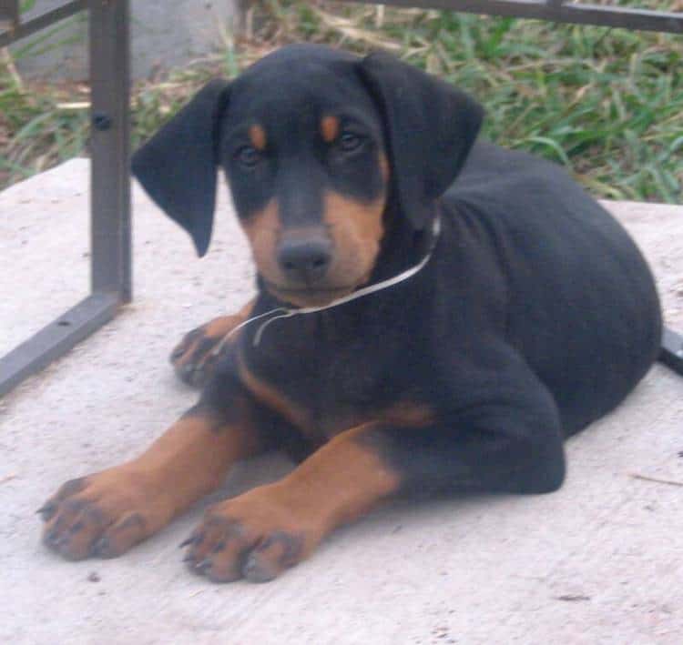 doberman puppy black male