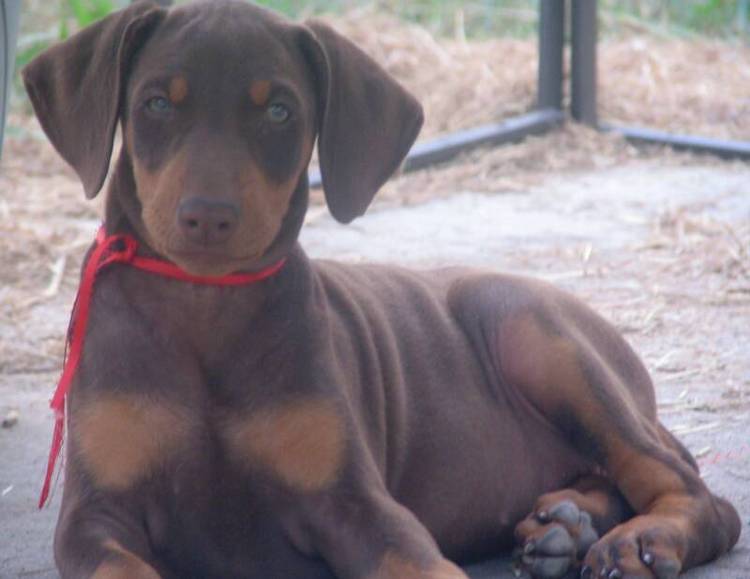 doberman puppy red female