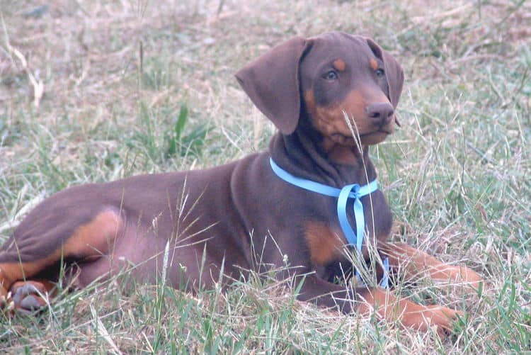 doberman puppy red male