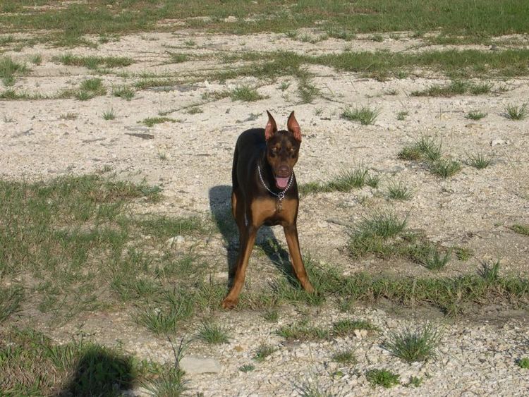 doberman at 1 year old