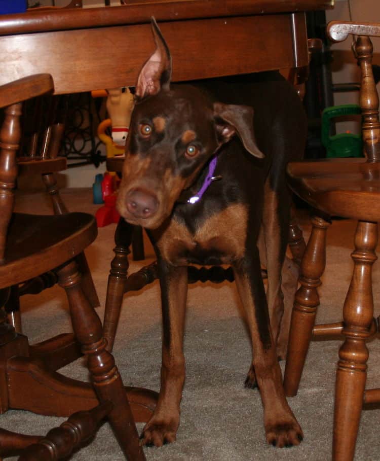 Doberman Pinscher