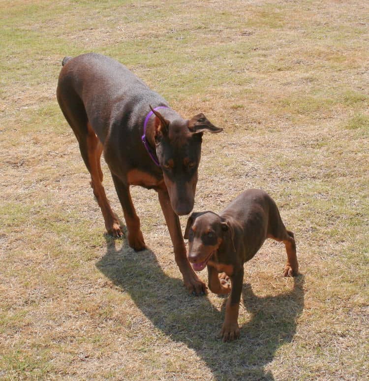 Doberman Pinscher