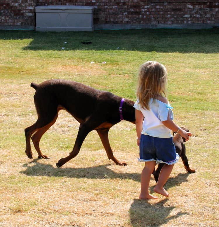 Doberman Pinscher