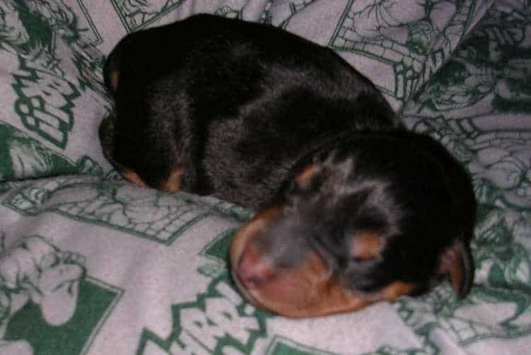 Doberman puppies' first day