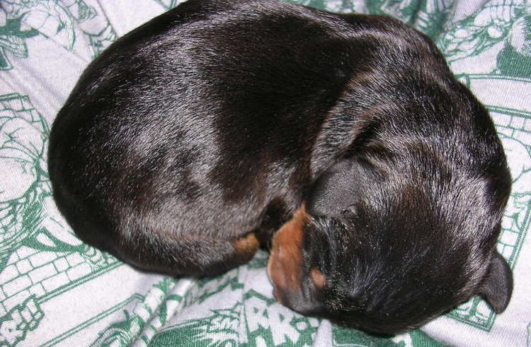 Doberman puppies' first day