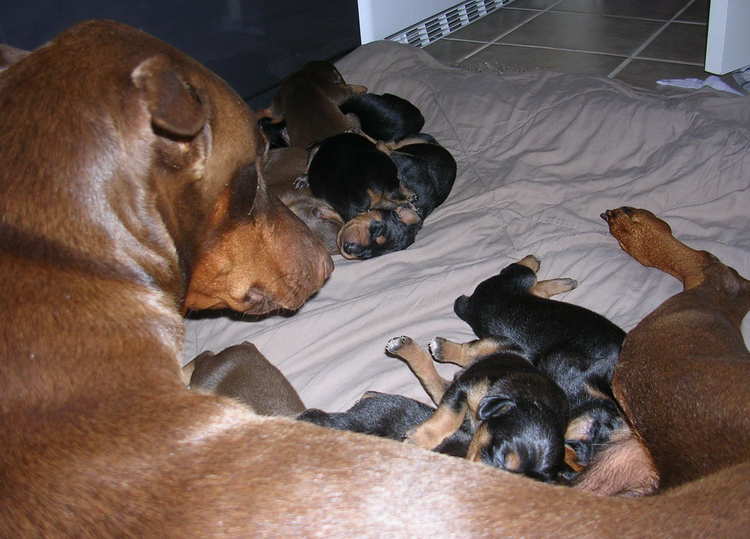 Doberman puppies at 1 week old