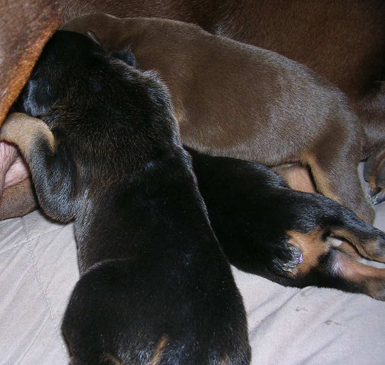 Doberman puppies at 1 week old