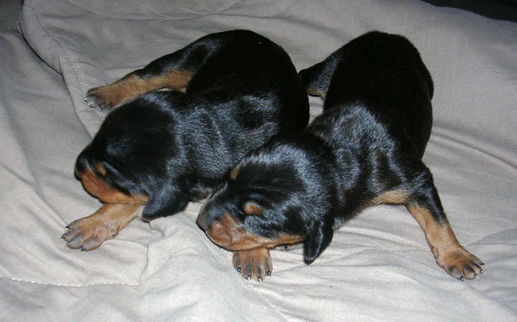 Doberman puppies at 1 week old