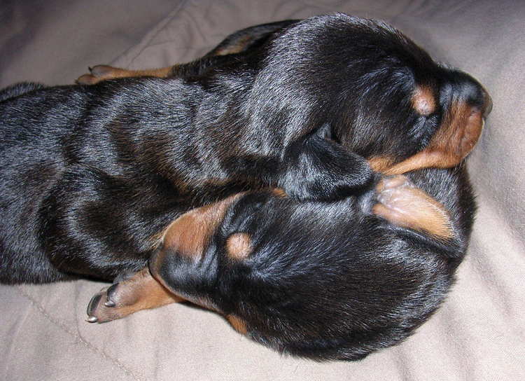 Doberman puppies at 1 week old