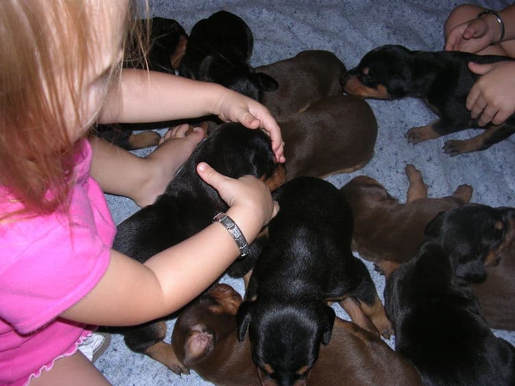 Doberman puppies at 2 weeks old