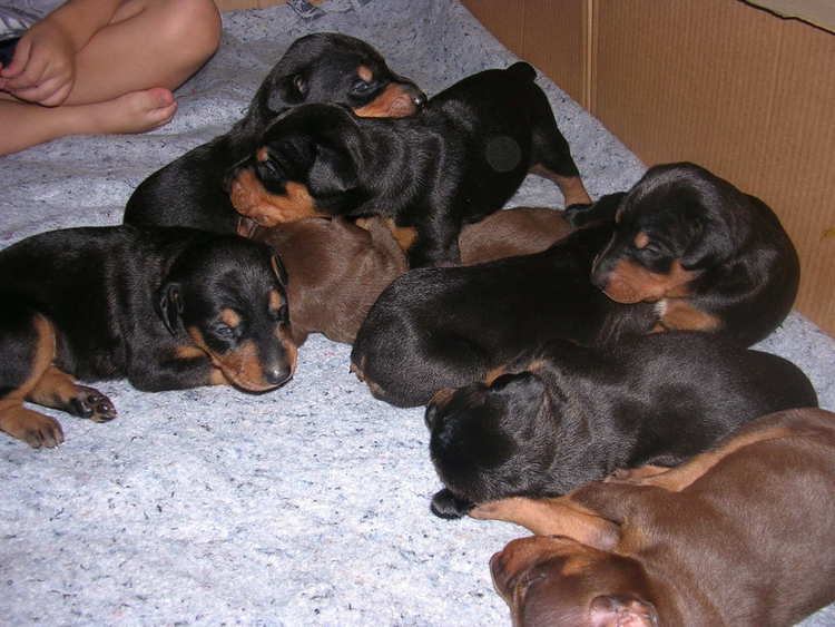 Doberman puppies at 2 weeks old