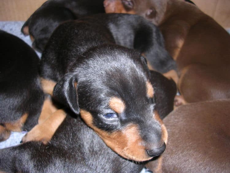 Doberman puppies at 2 weeks old