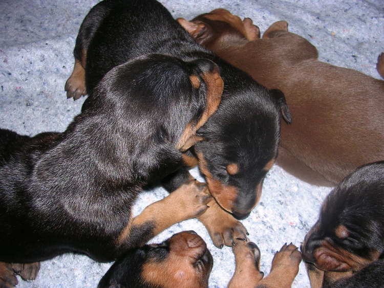 Doberman puppies at 2 weeks old