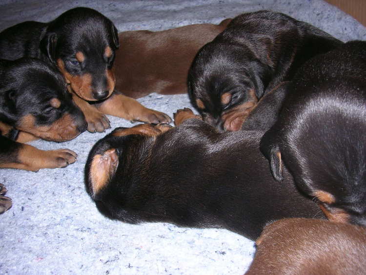 Doberman puppies at 2 weeks old