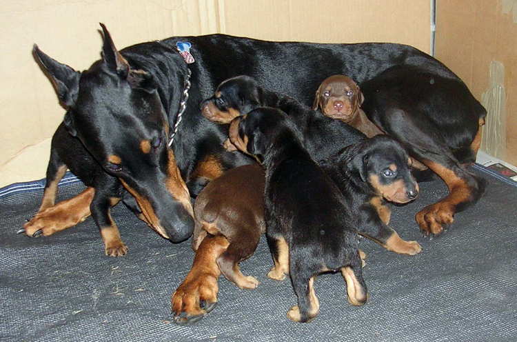 Doberman puppies at 3 weeks old