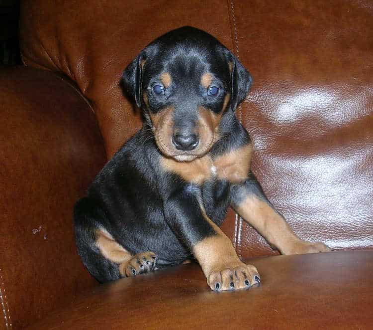 black female Doberman puppy tagged green