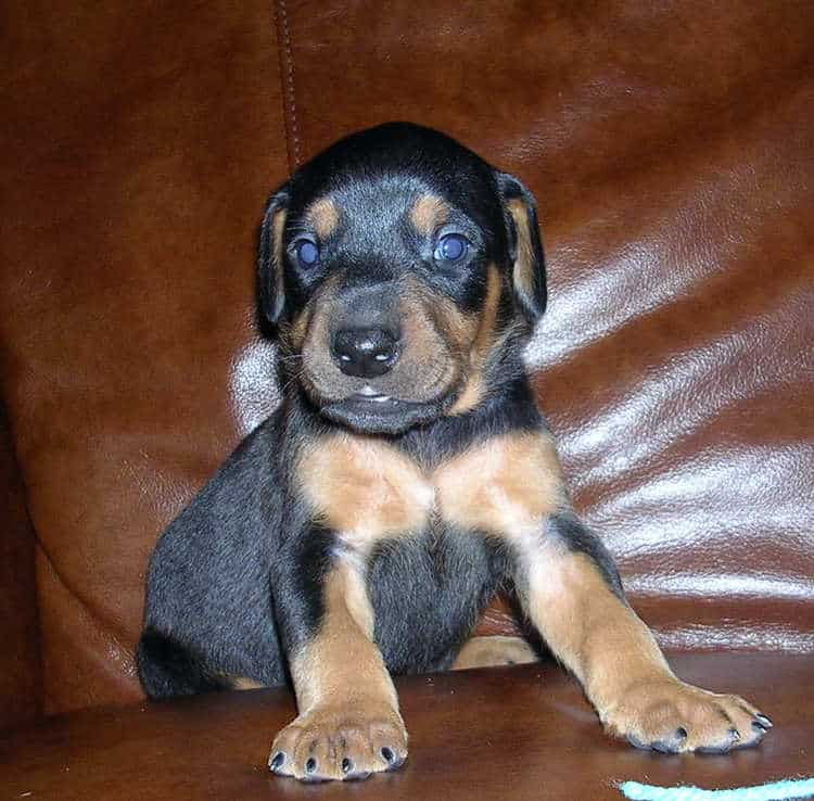 black male Doberman puppy tagged blue