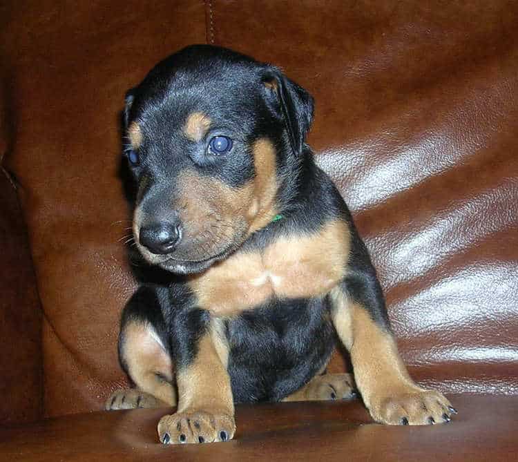 black male Doberman puppy tagged green