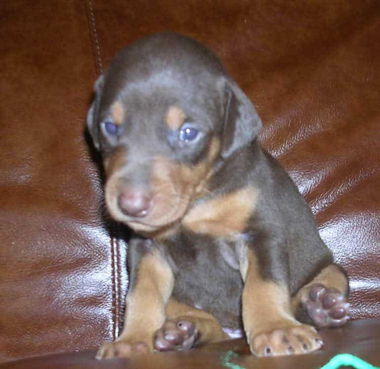 red female Doberman puppy tagged green