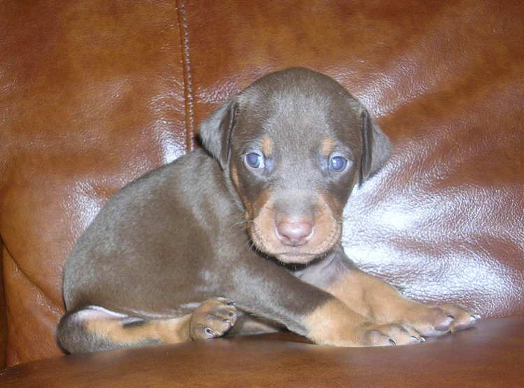 red female Doberman puppy tagged purple