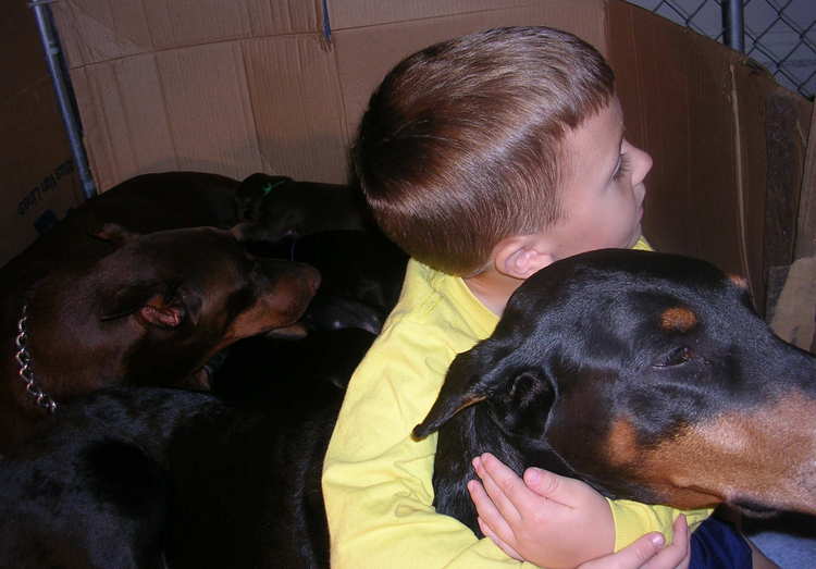 Doberman puppies at 3 weeks old