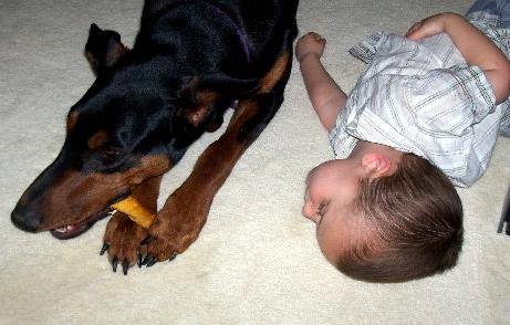 Doberman female with child