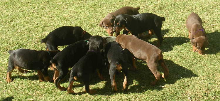 4 week old doberman puppies