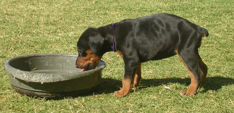 4 week old doberman puppies